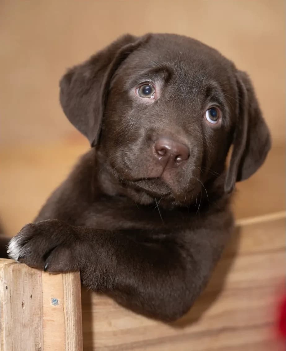 Chocolate Labrador retriever puppy resting one paw on a weathered wooden crate
